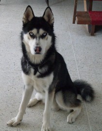 Okami